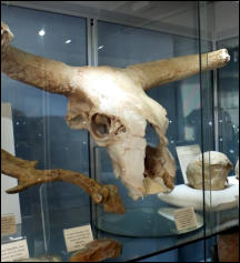 image of Eurox skull